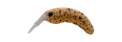 MOTH 28 FL (Travertino)